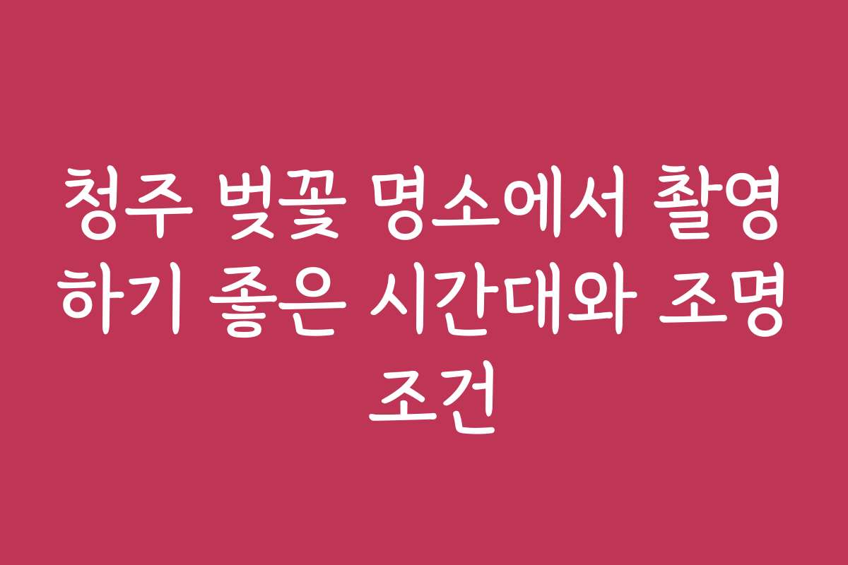 청주 벚꽃 명소에서 촬영하기 좋은 시간대와 조명 조건