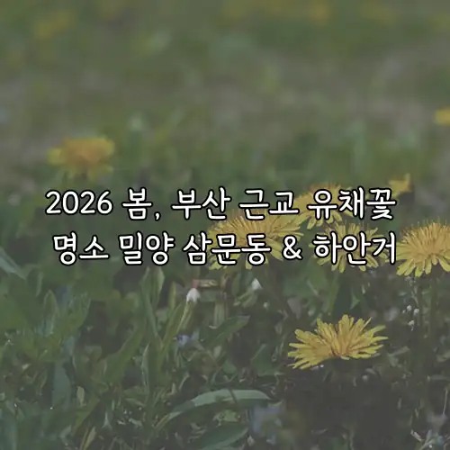 2026 봄, 부산 근교 유채꽃 명소 밀양 삼문동 & 하안거